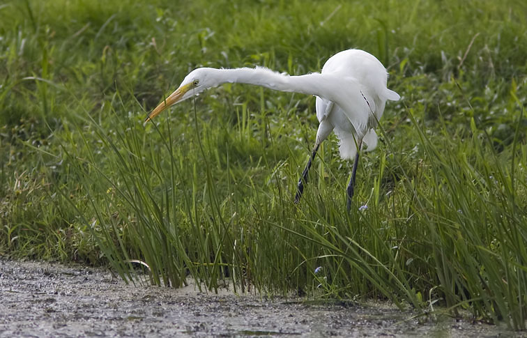 Grotezilverreiger250808